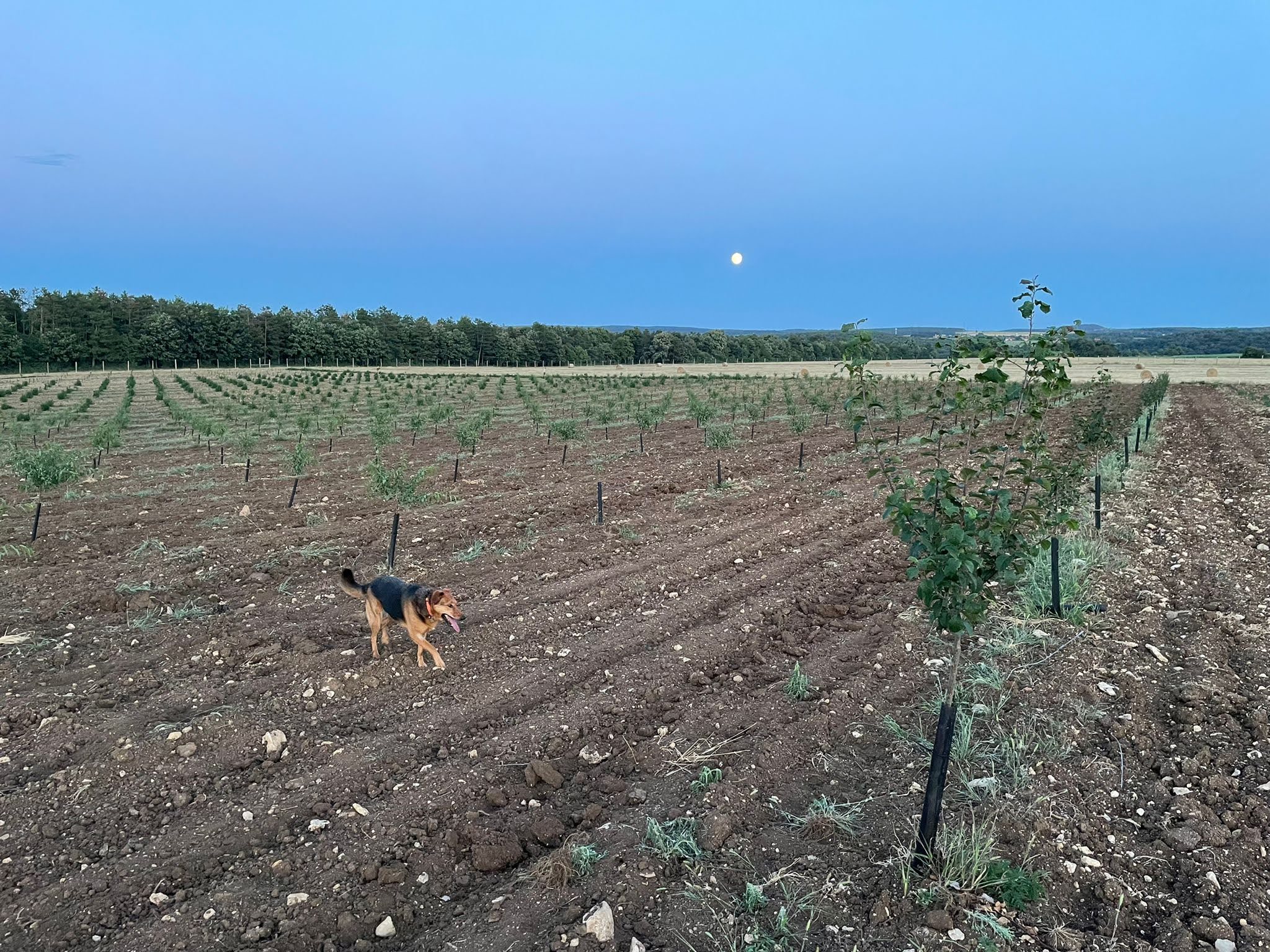 Read more about the article Erdőszéli Birtok – A kezdetek