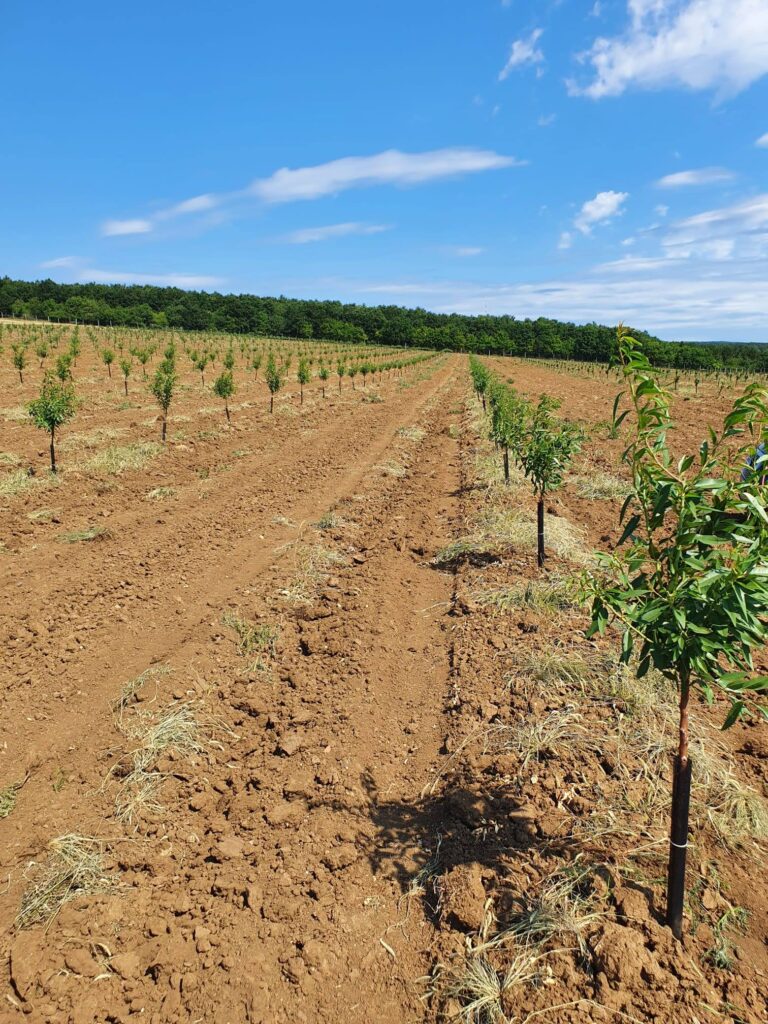 mandulafa ültetvény