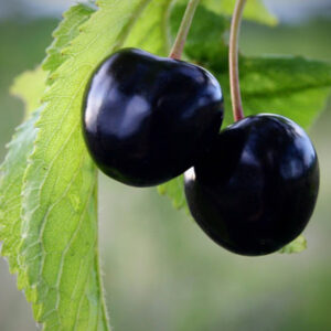 Szomolyai Fekete Cseresznye