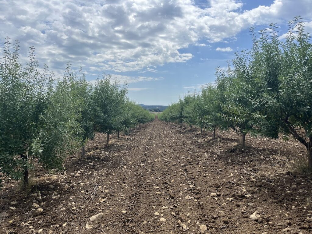 Mandulafa ültetvény a Balaton-felvidéken, Nagyvázsony