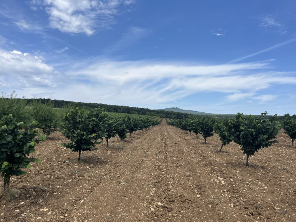 Törökmogyoró - Erdőszéli Birtok Nagyvázsony