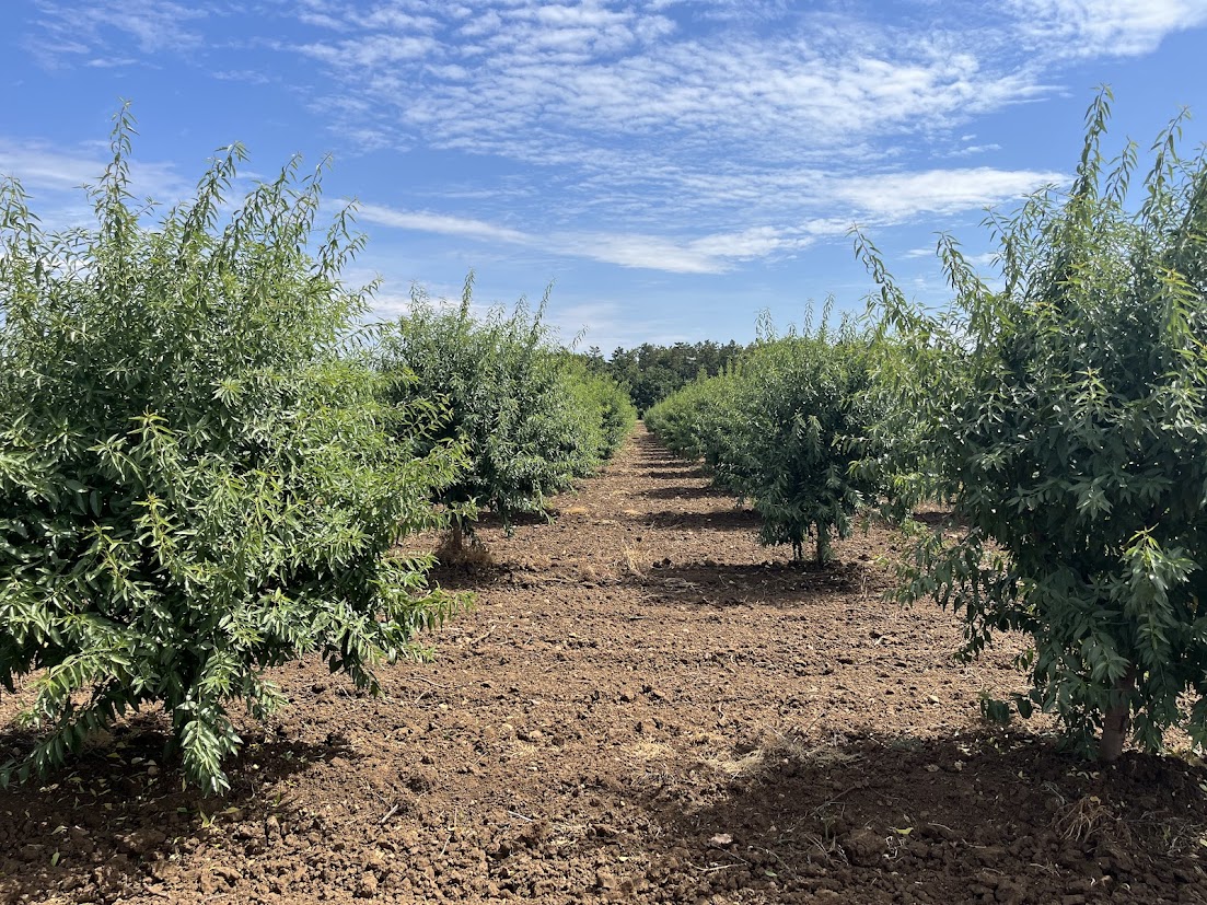 Read more about the article Ötezer fa története